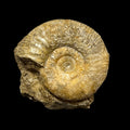 Procerites sp. ammonite, Default Title at Stemcell Science Shop