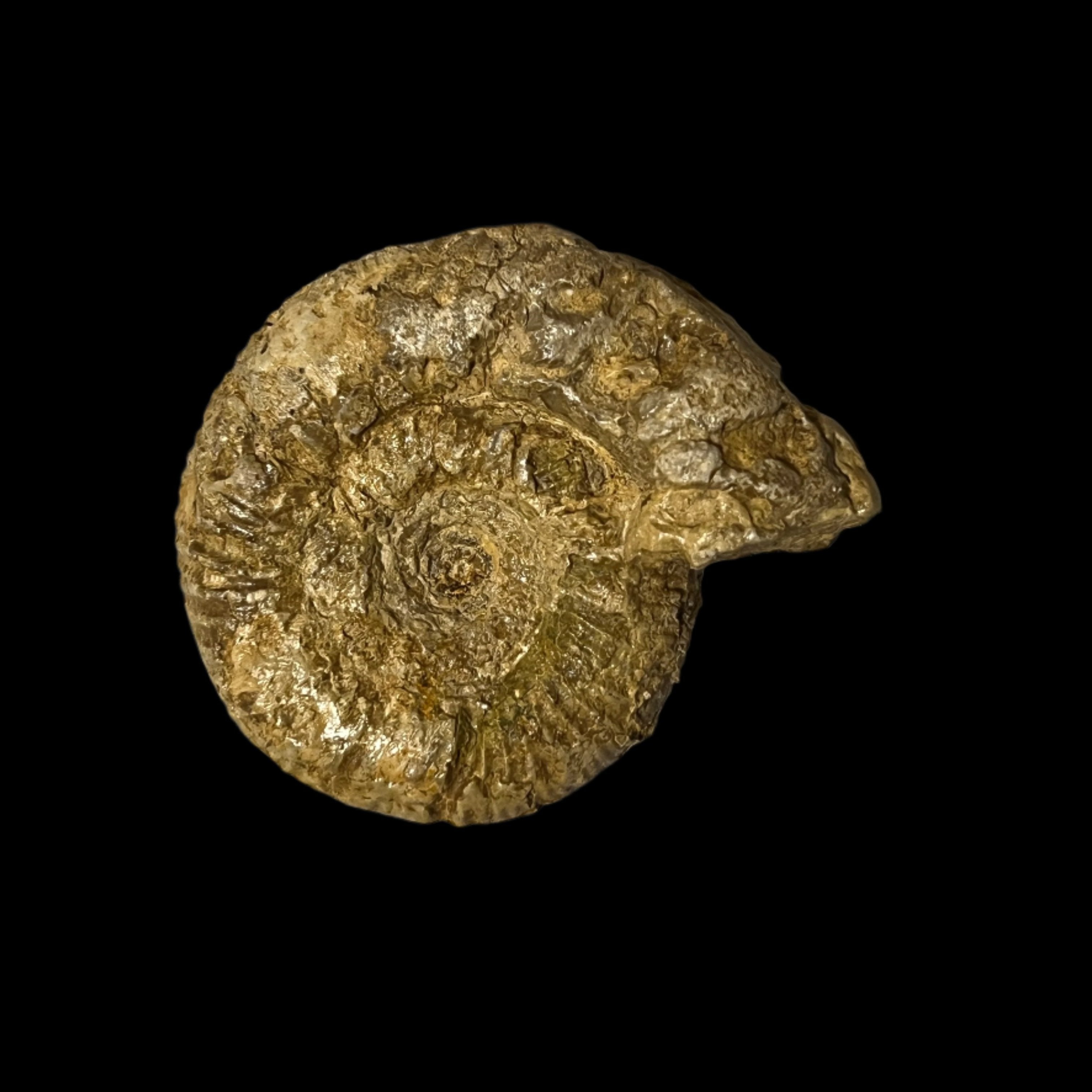 Perisphinctes ammonite, Default Title at Stemcell Science Shop