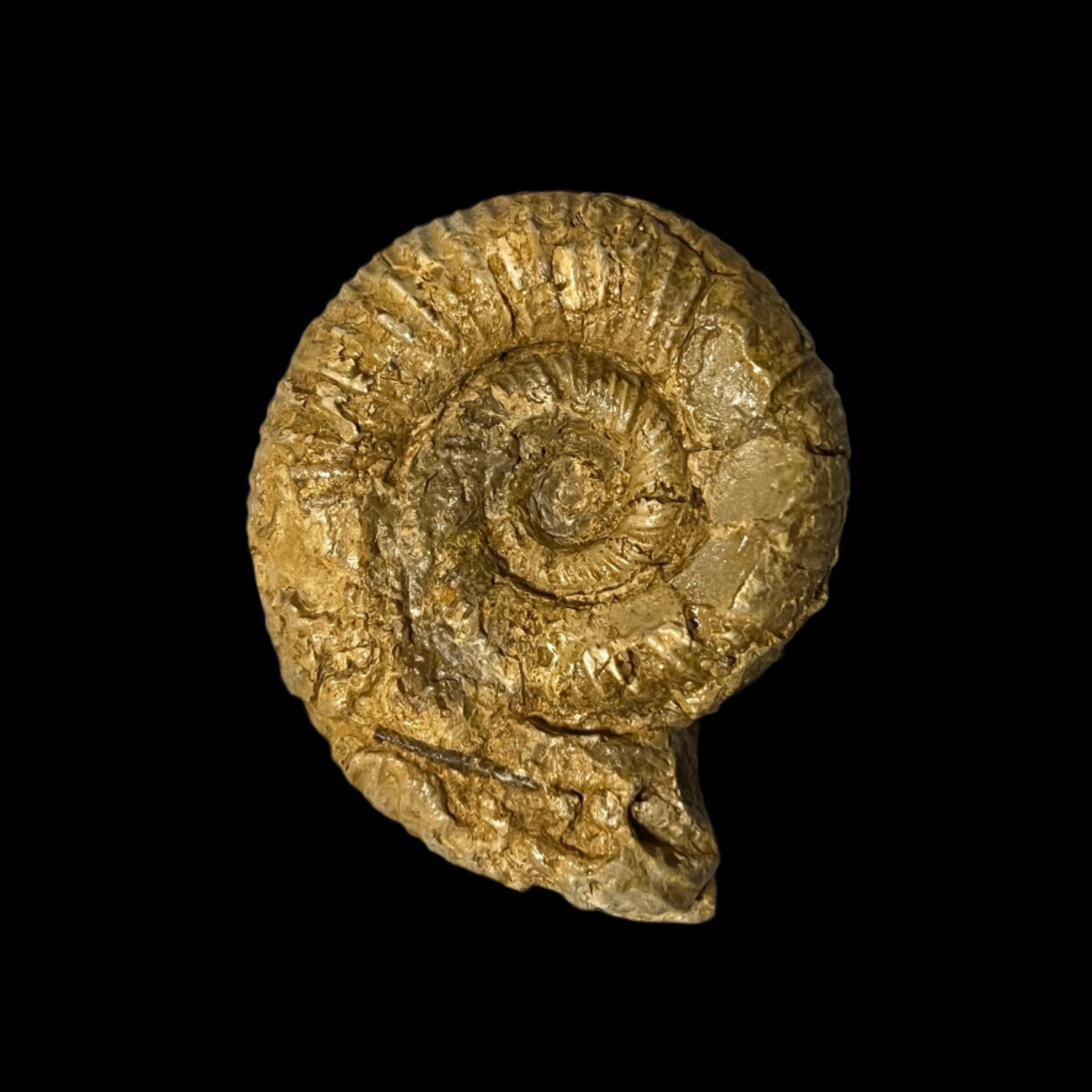 Perisphinctes ammonite, Default Title at Stemcell Science Shop