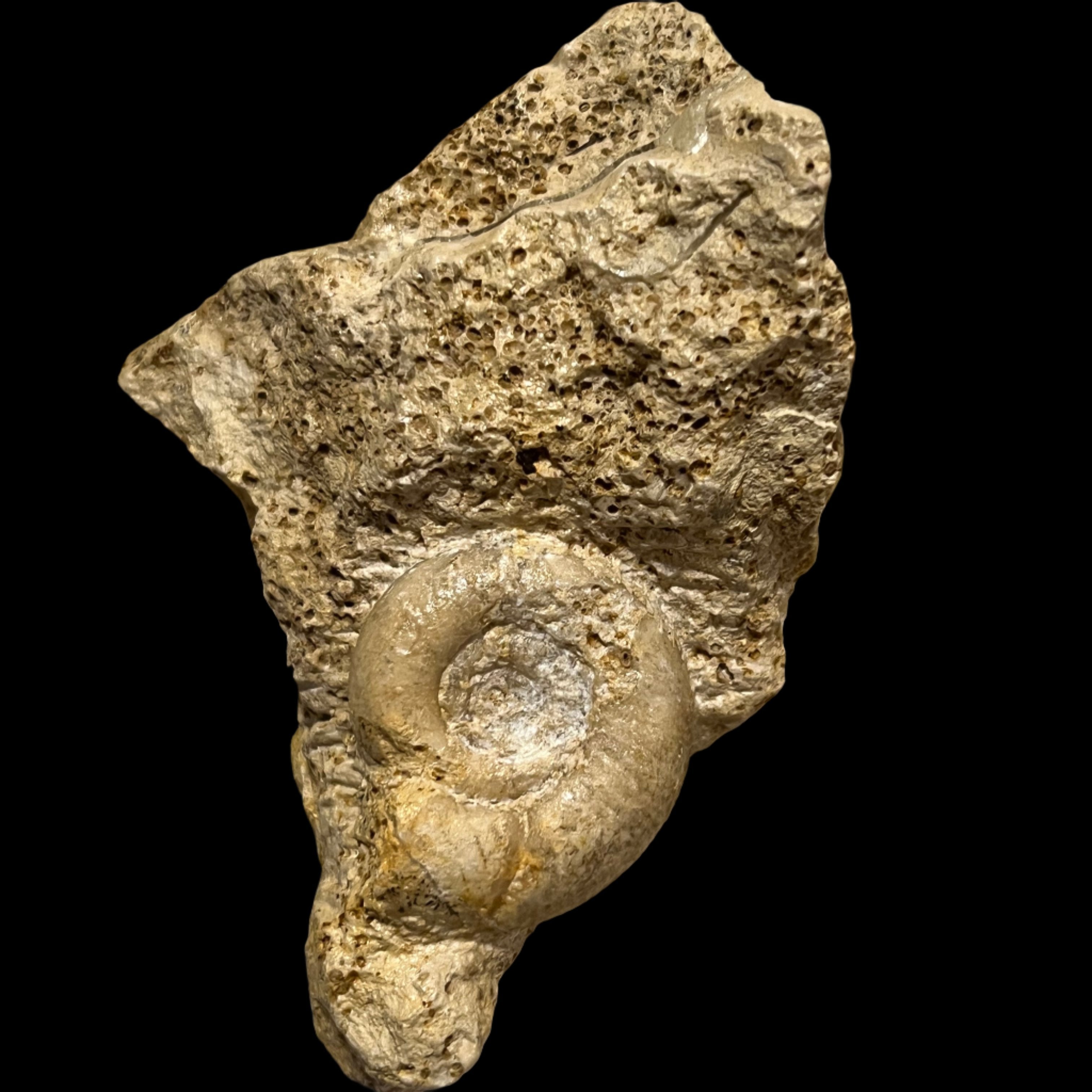 Choffatia isabellae ammonite, Default Title at Stemcell Science Shop
