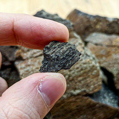 Dinosaur Food - Cycad Fossil