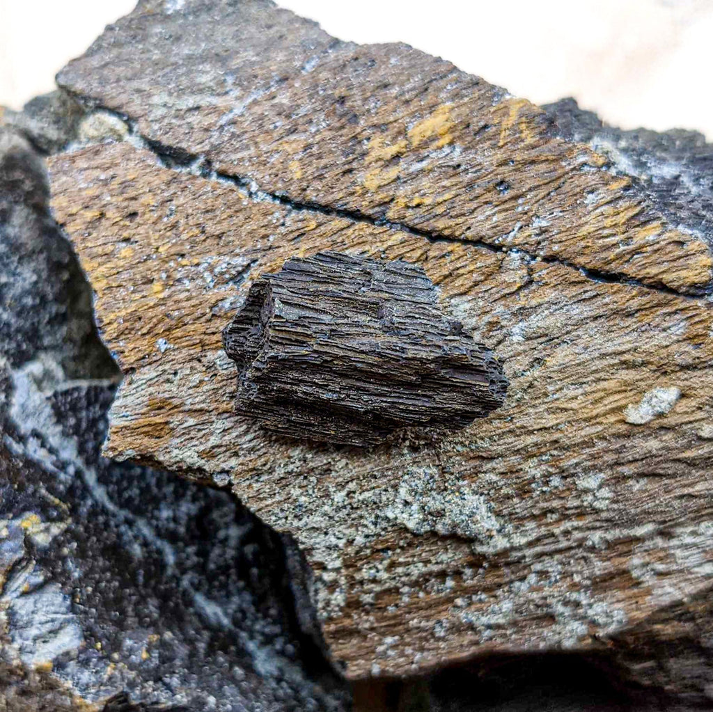 Dinosaur Food - Cycad Fossil