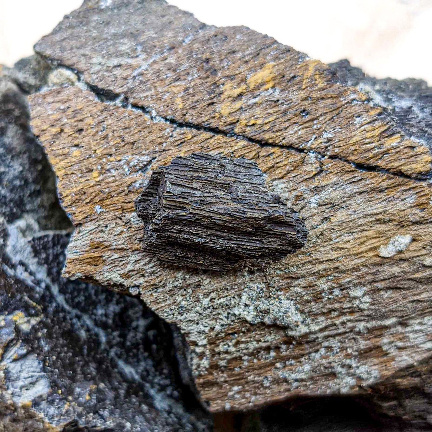 Dinosaur Food - Cycad Fossil