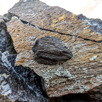 Dinosaur Food - Cycad Fossil