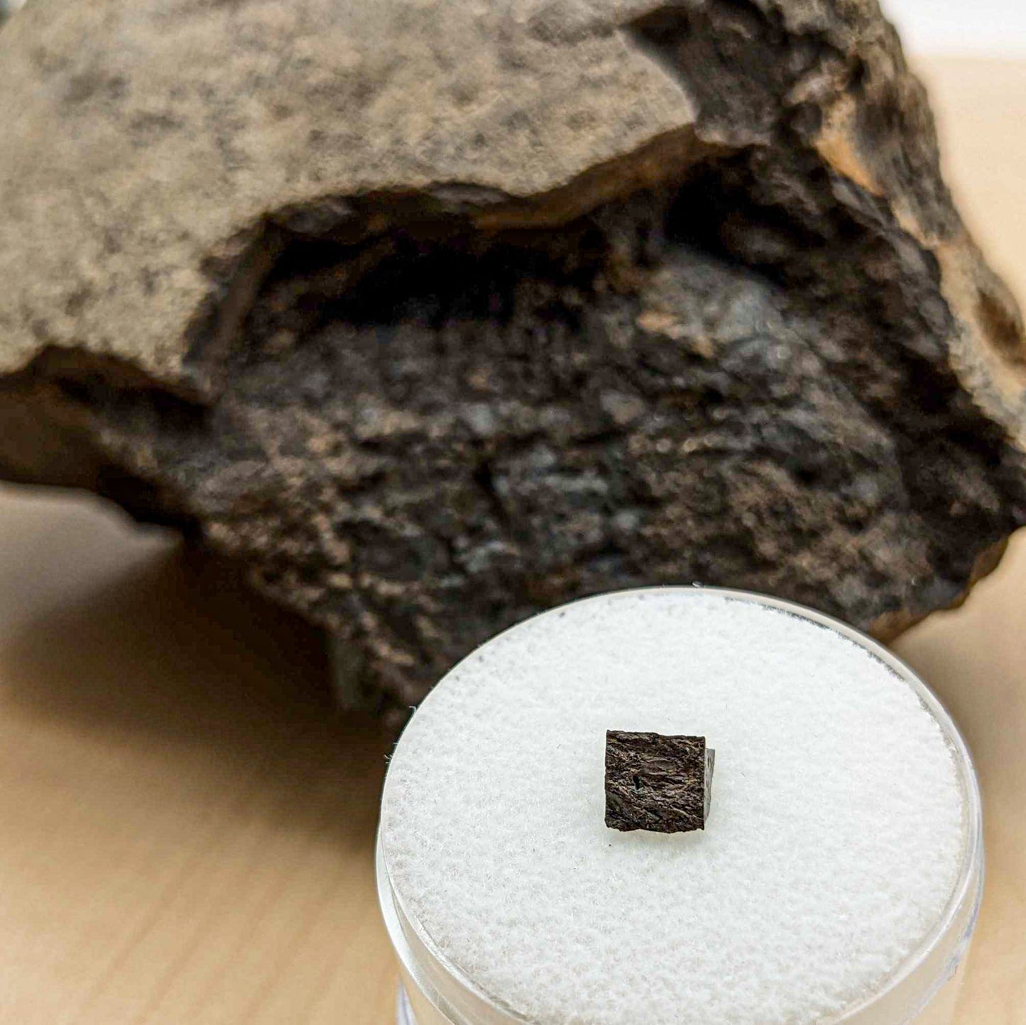 Pachycephalosaurus Dome Fragment