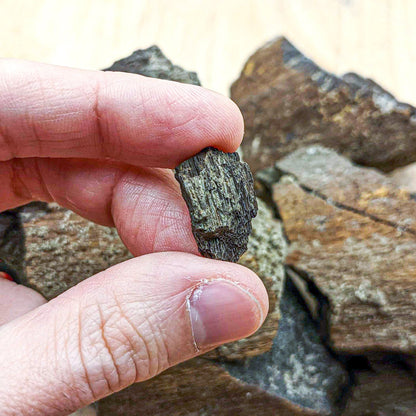 Dinosaur Food - Cycad Fossil