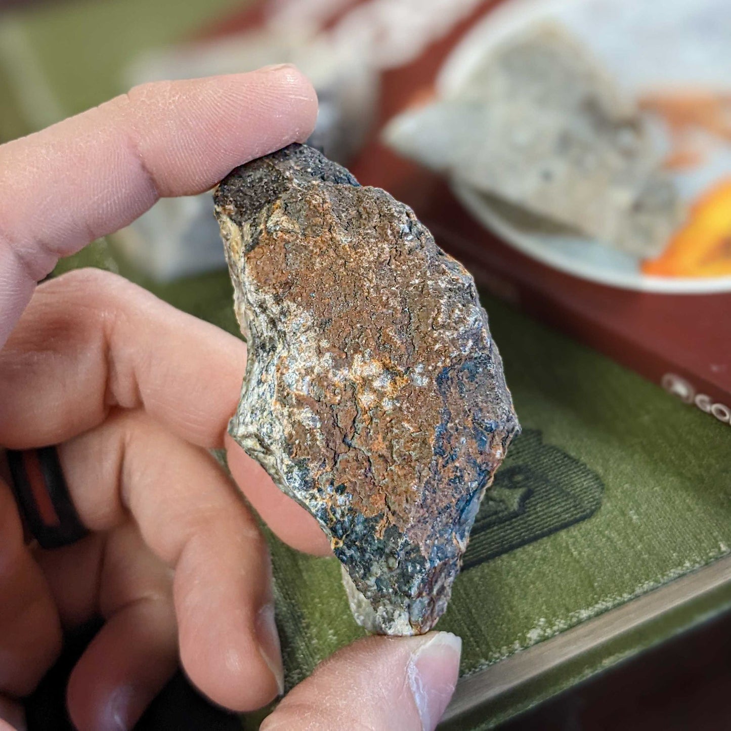 Dinosaur Dung (Coprolite) - Classic Riker Box Specimen