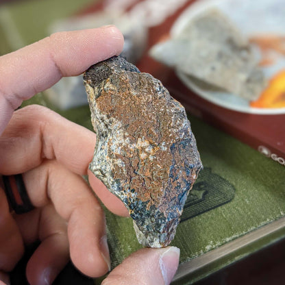 Dinosaur Dung (Coprolite) - Classic Riker Box Specimen