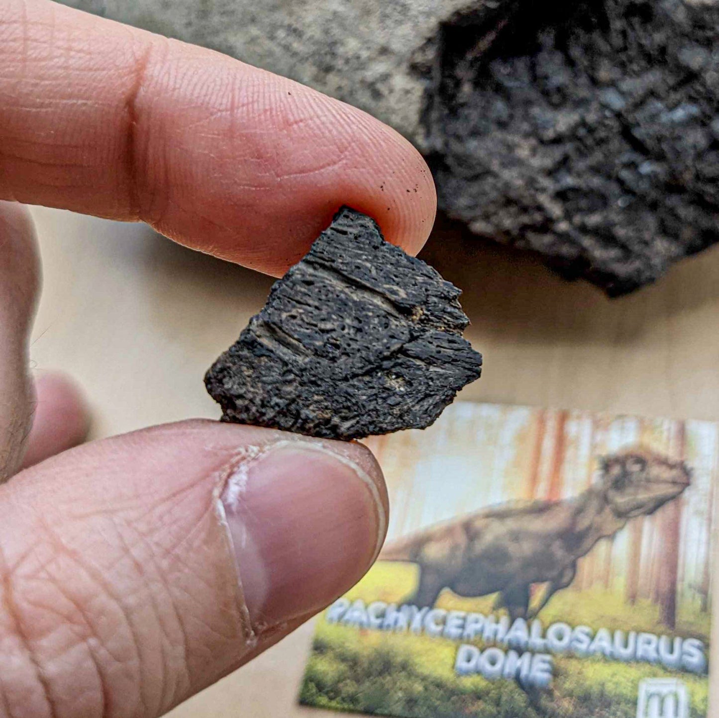 Pachycephalosaurus Dome Fragment