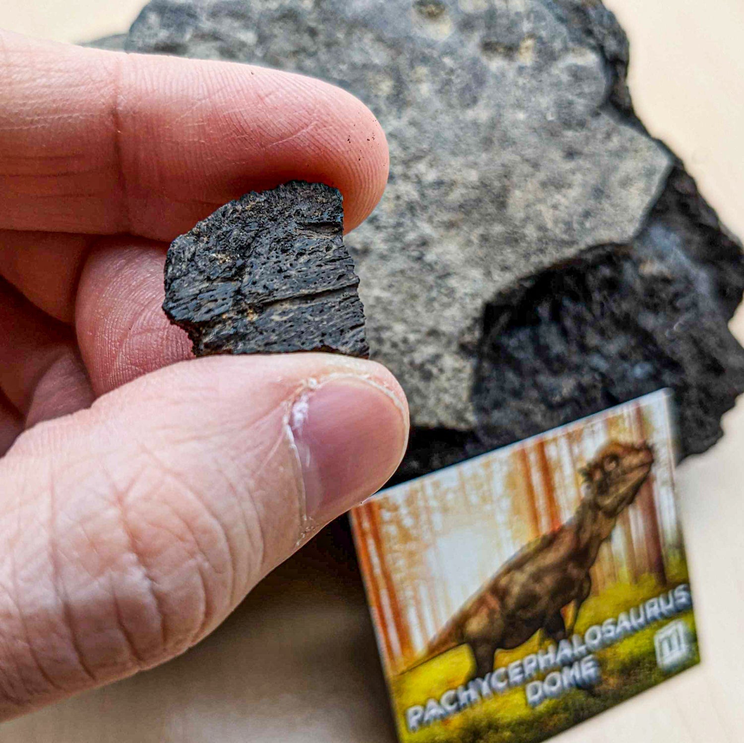 Pachycephalosaurus Dome Fragment