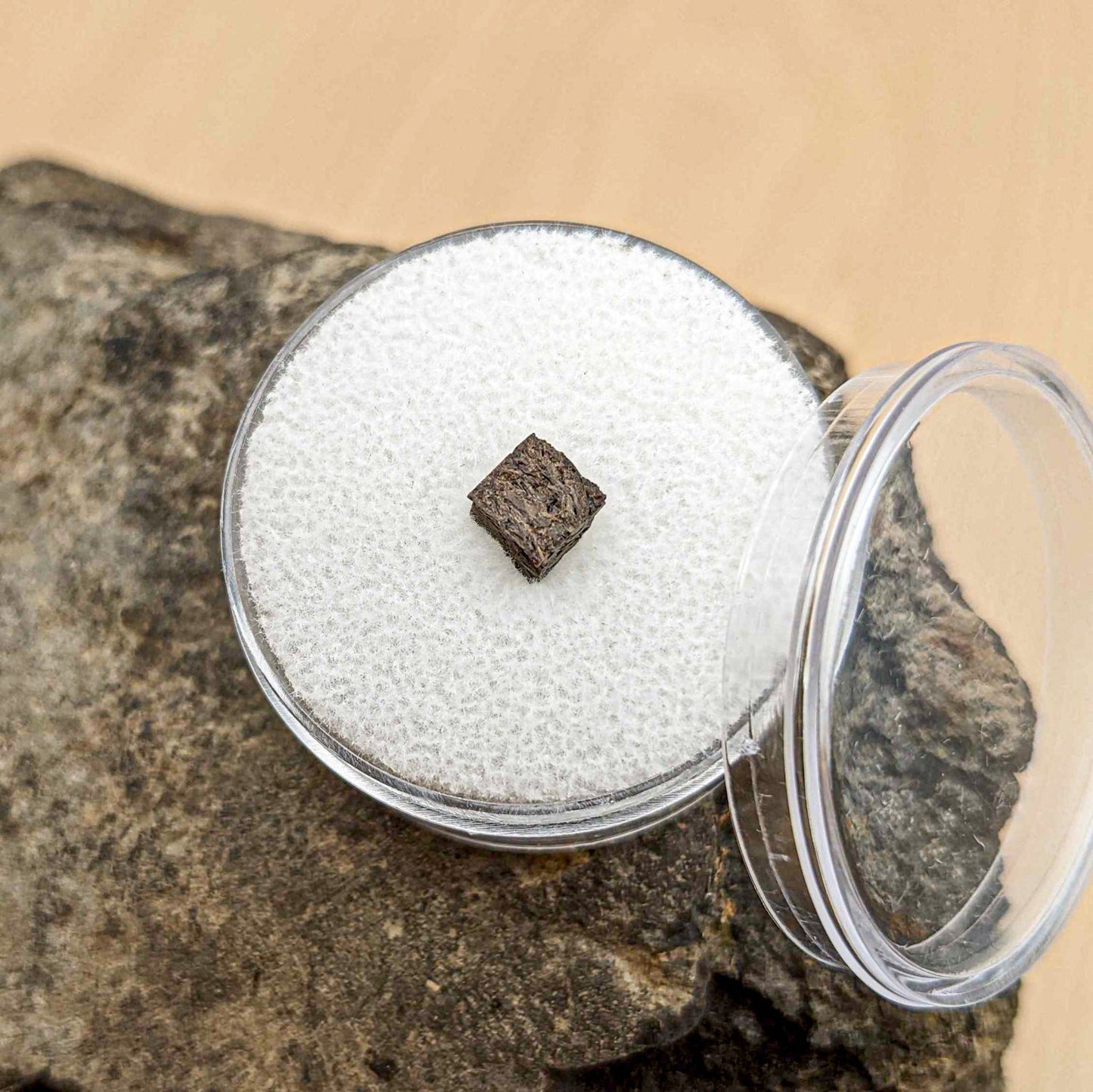 Pachycephalosaurus Dome Fragment