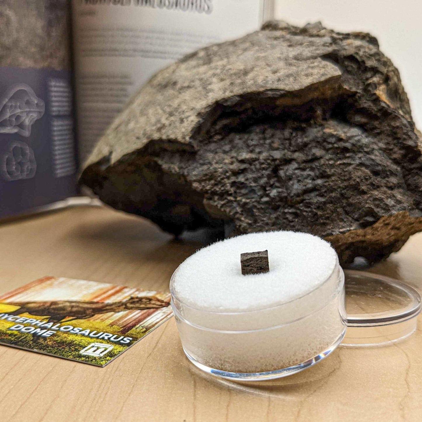 Pachycephalosaurus Dome Fragment