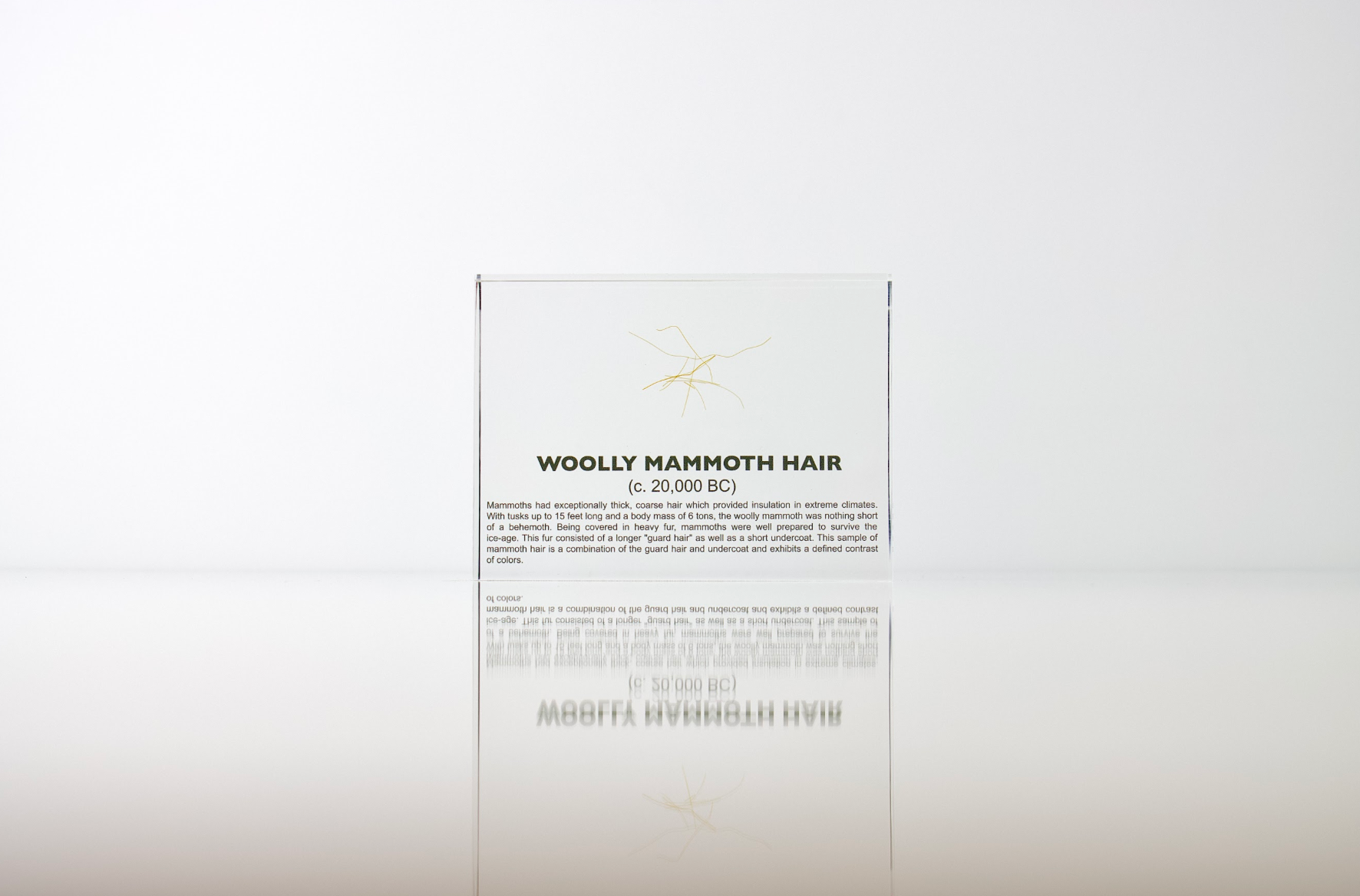 Woolly Mammoth Hair