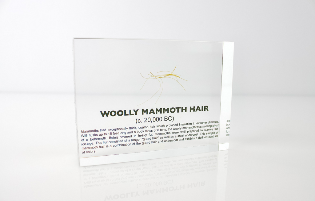Woolly Mammoth Hair