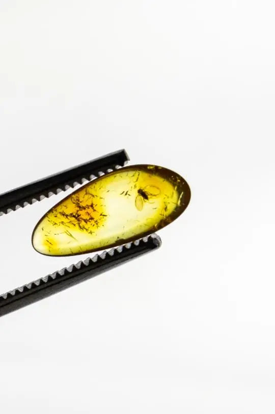 Fossilized Insect in Amber - Stemcell Science Shop