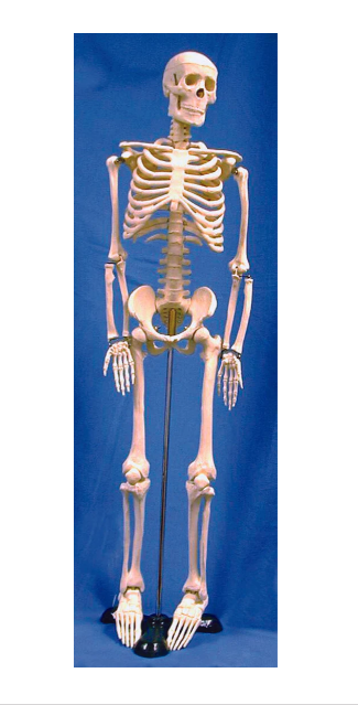 Small Human Skeleton Model 85cm - Stemcell Science Shop