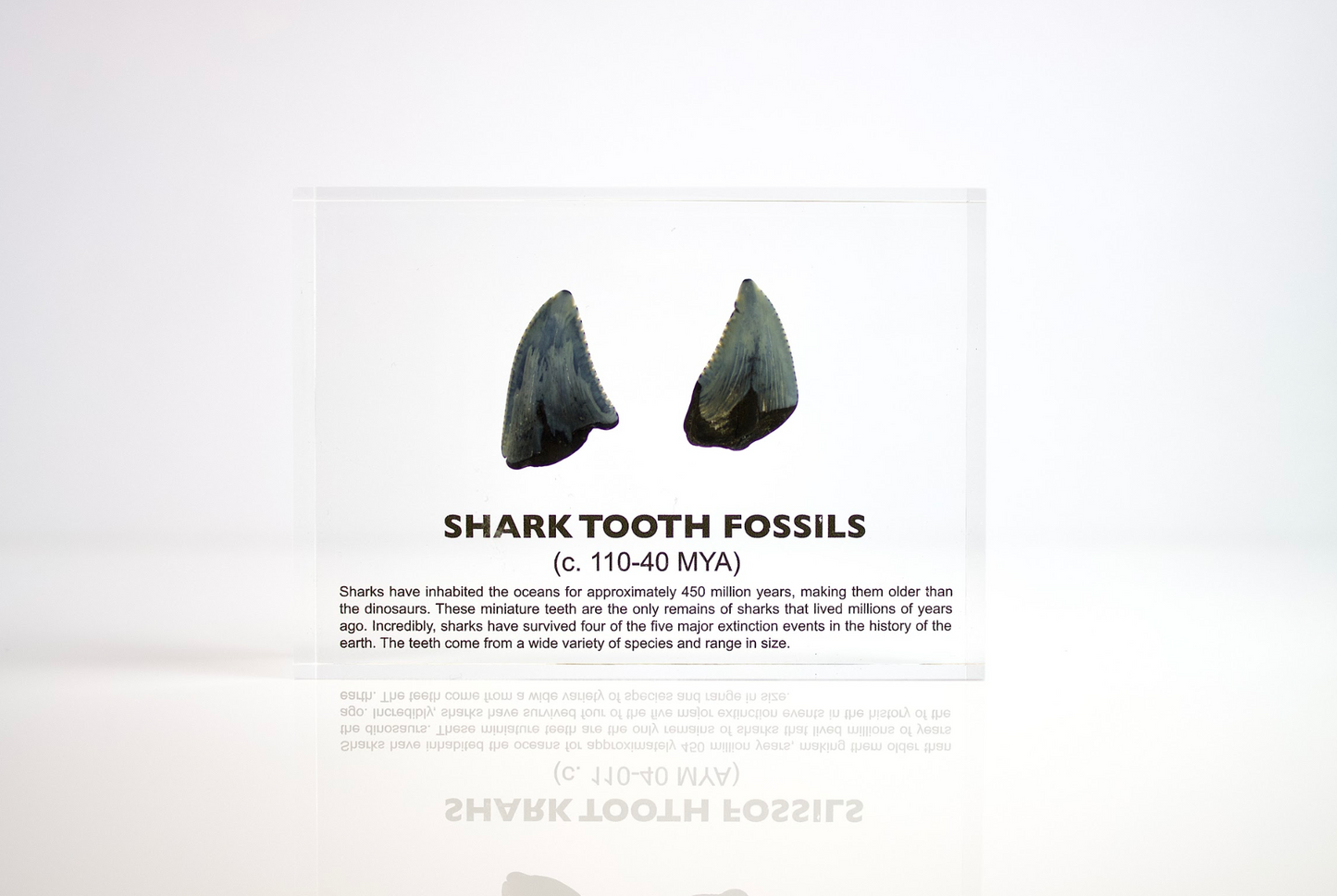Shark Tooth Fossils