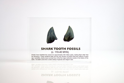 Shark Tooth Fossils