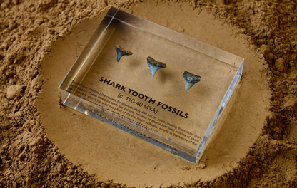 Shark Tooth Fossils