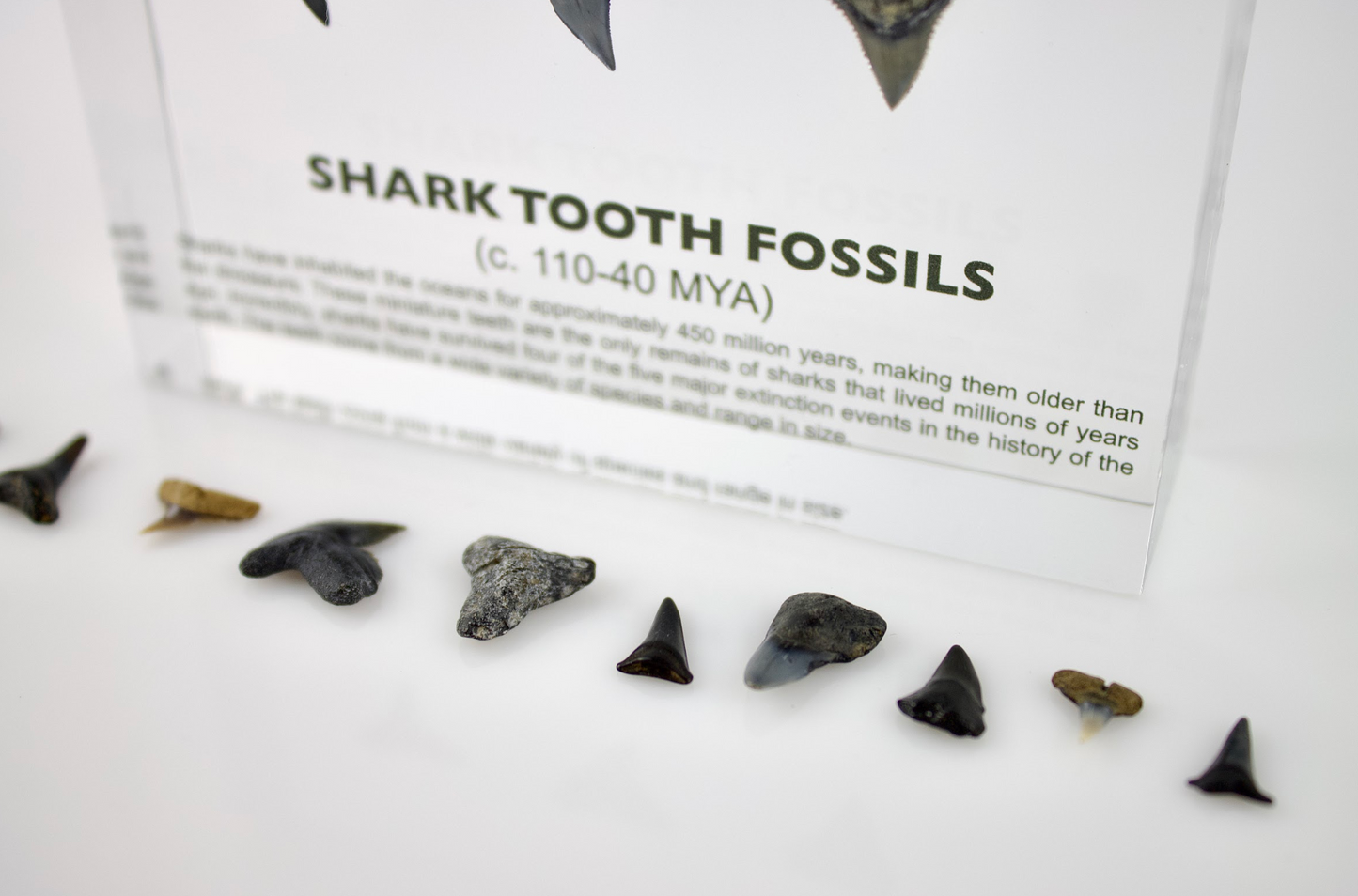 Shark Tooth Fossils