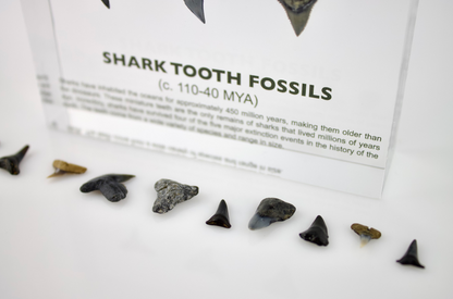 Shark Tooth Fossils