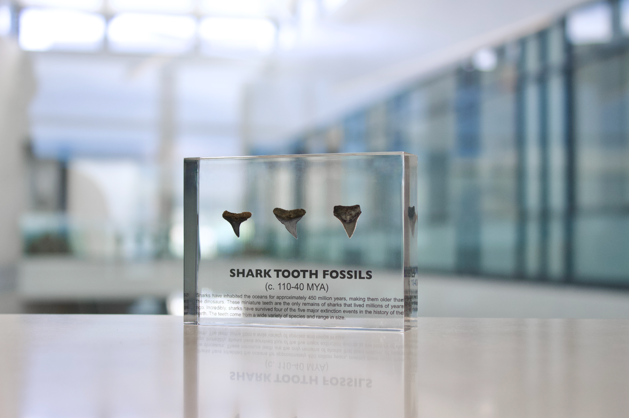 Shark Tooth Fossils