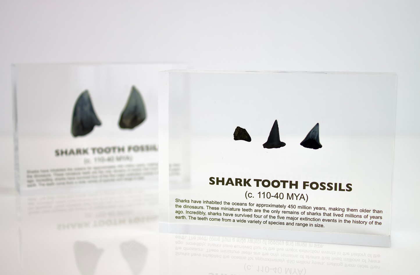 Shark Tooth Fossils