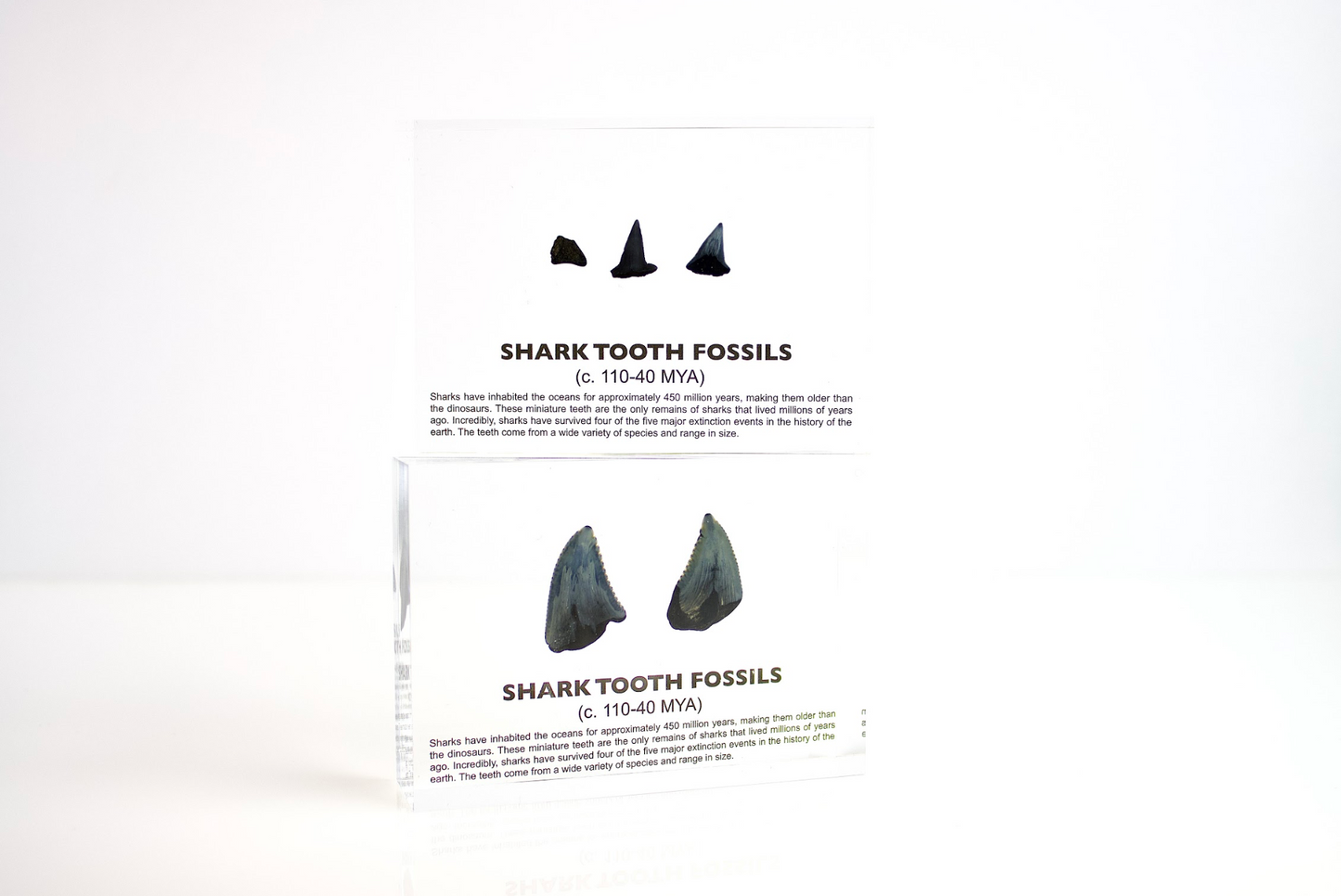 Shark Tooth Fossils
