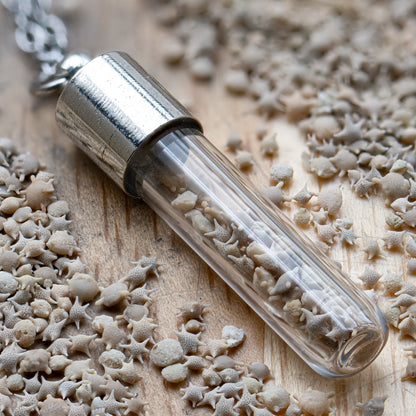Japanese Star Sand Vial Necklace