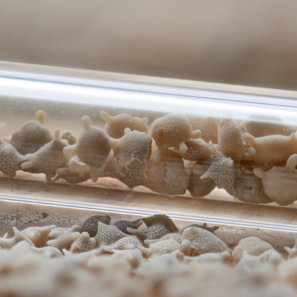 Japanese Star Sand Vial Necklace