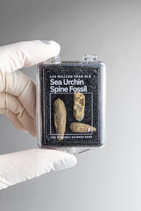 Urchin Spine Fossils - Stemcell Science Shop