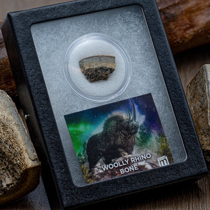 Woolly Rhinoceros Bone