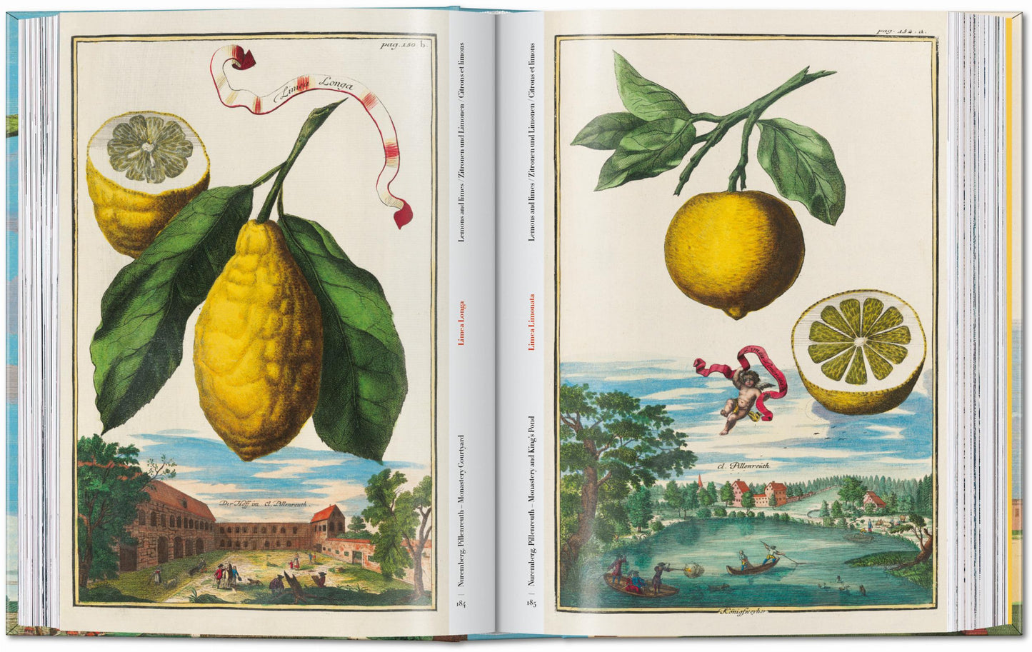 J. C. Volkamer. The Book of Citrus Fruits. 45th Ed. (German, French, English)