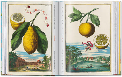 J. C. Volkamer. The Book of Citrus Fruits. 45th Ed. (German, French, English)