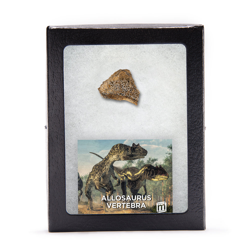 Allosaurus Vertebra
