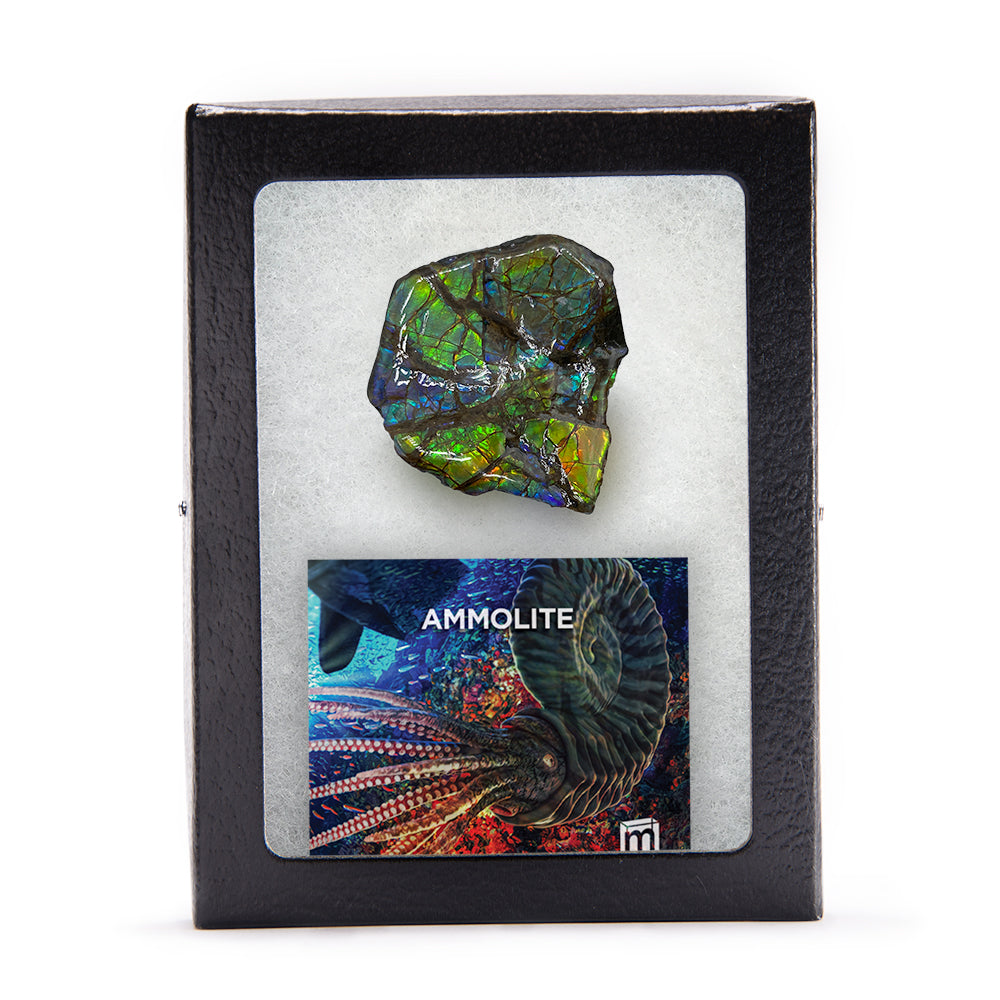 Rainbow Fossil Ammolite - Gem Quality Ammonite Fossil Fragment