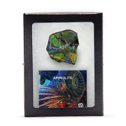 Rainbow Fossil Ammolite - Gem Quality Ammonite Fossil Fragment