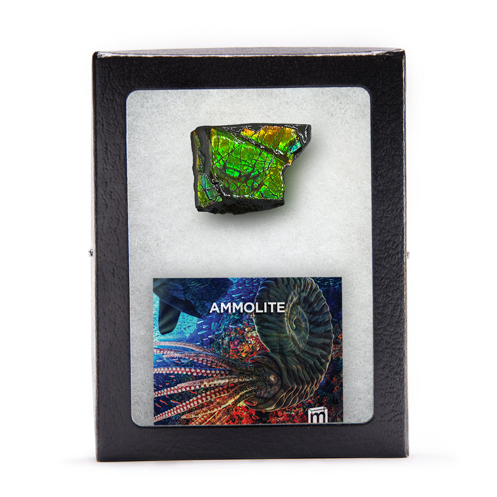 Rainbow Fossil Ammolite - Gem Quality Ammonite Fossil Fragment