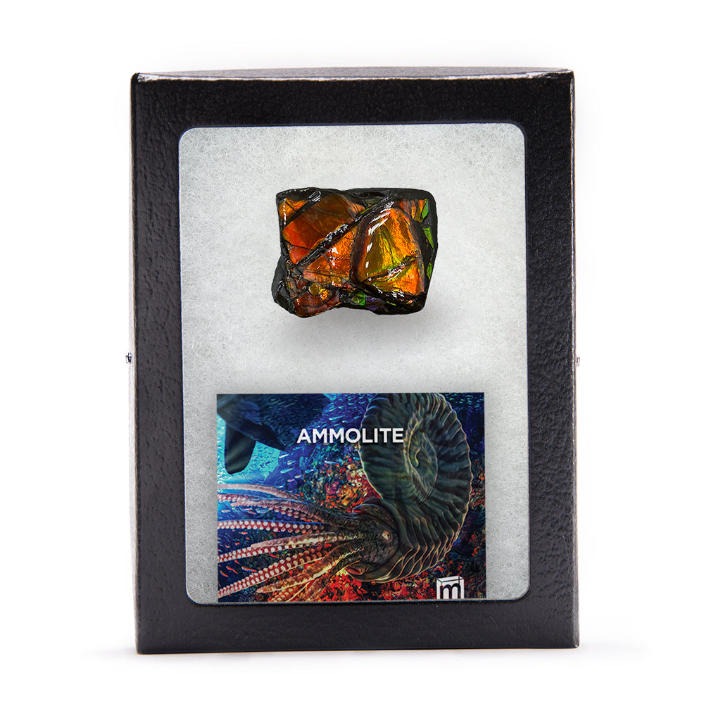 Rainbow Fossil Ammolite - Gem Quality Ammonite Fossil Fragment
