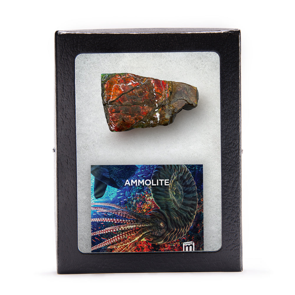 Rainbow Fossil Ammolite - Gem Quality Ammonite Fossil Fragment