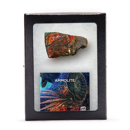 Rainbow Fossil Ammolite - Gem Quality Ammonite Fossil Fragment