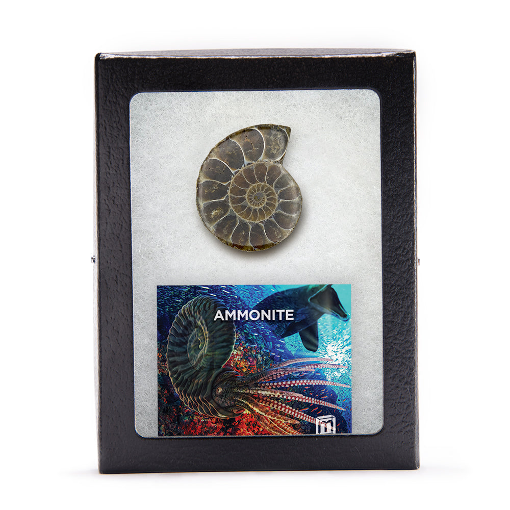 Ammonite