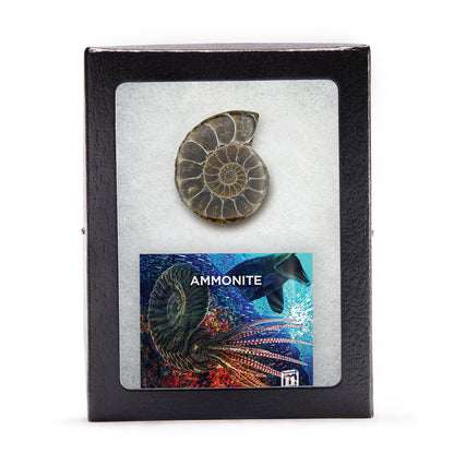 Ammonite