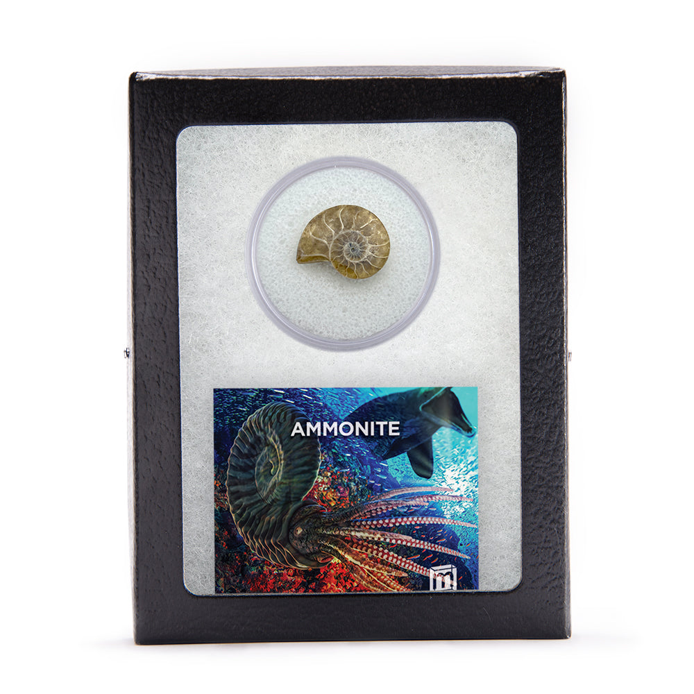 Ammonite