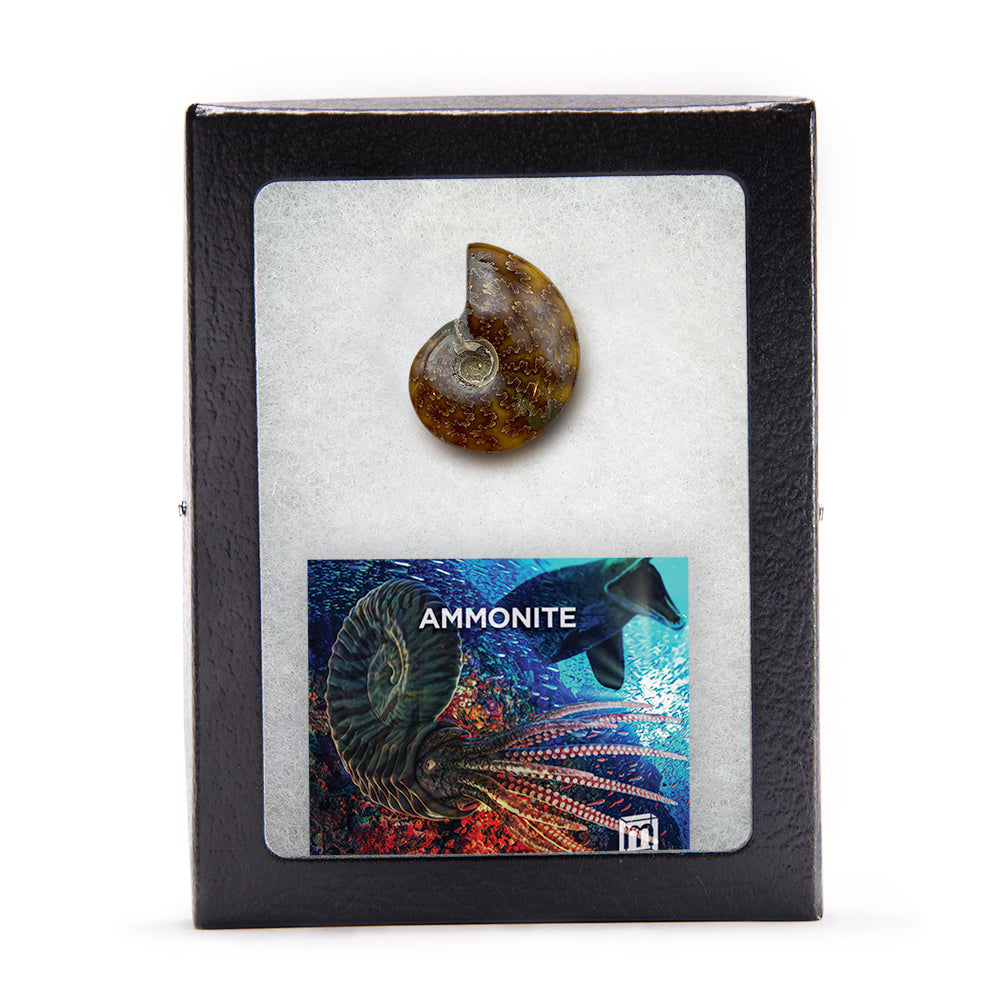 Ammonite