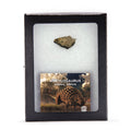 Ankylosaurus Dermal Armor - Scute Fragment
