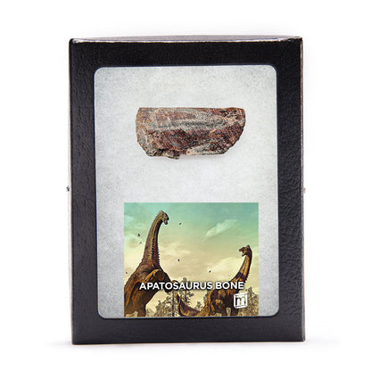 Apatosaurus Bone - Classic Riker Display Case Fragment