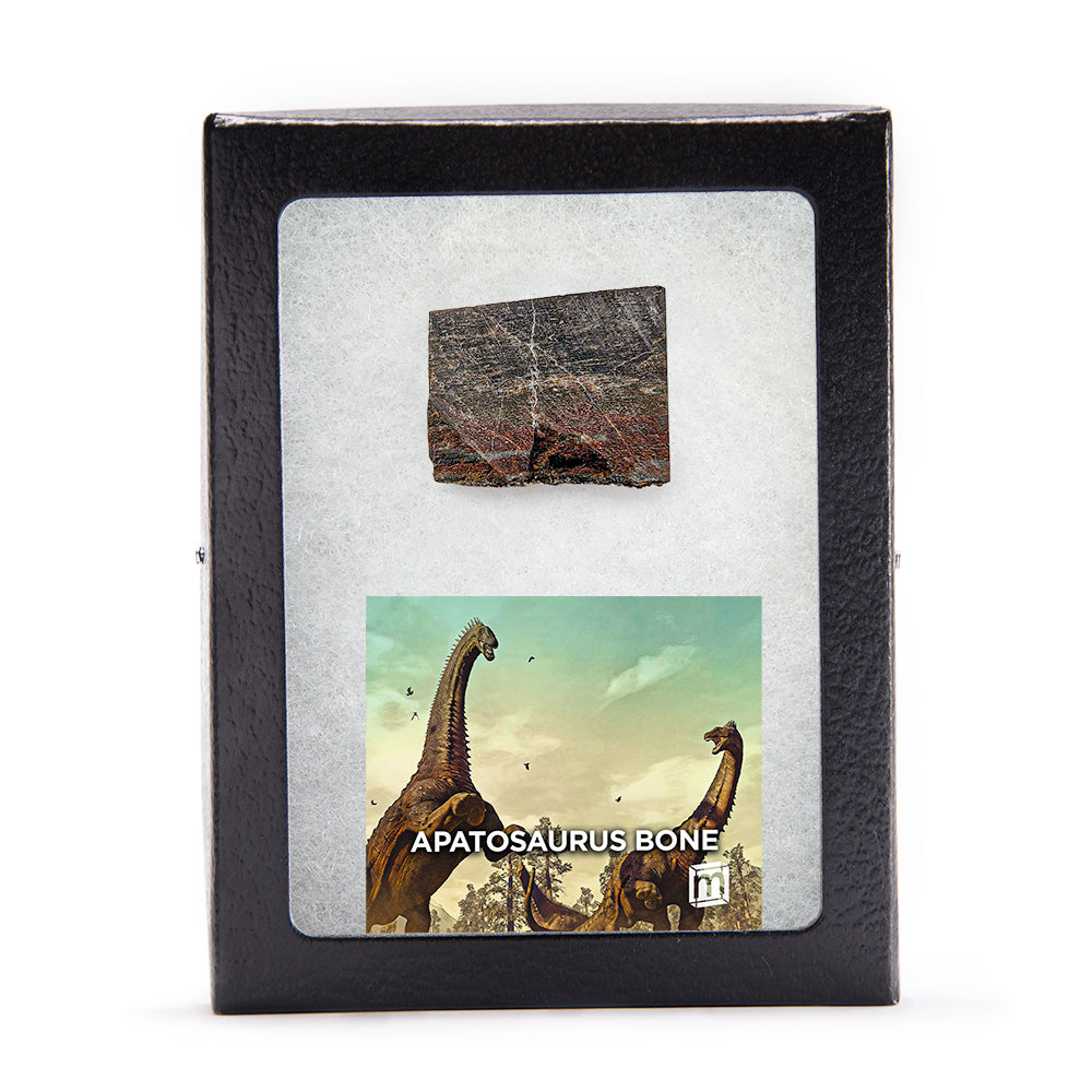 Apatosaurus Bone - Classic Riker Display Case Fragment