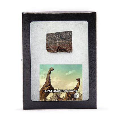 Apatosaurus Bone - Classic Riker Display Case Fragment