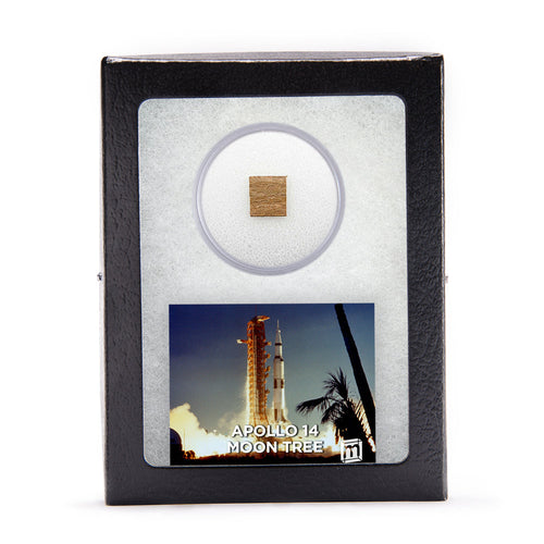 Apollo 14 Moon Tree, Default Title at Stemcell Science Shop